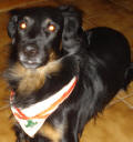 Soychú, uno de nuestros perros con pañuelo de Promesa